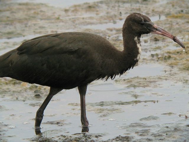 Glossy Ibis